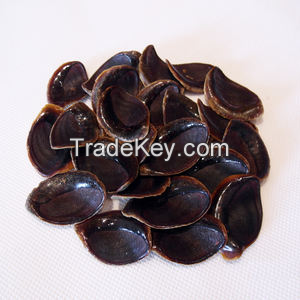 AUTHENTIC MUREX OPERCULUM SHELLS / UNIQUE DESIGN / EXCEPTIONAL VALUE / MADE IN VIETNAM