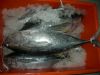 YELLOWFIN TUNA (THUNNUS ALBACARES):