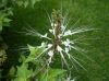 Выдержка spicatus Clerodendranthus