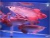 Золотистые рыбы arowana задней части креста для сбывания