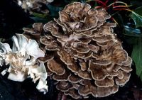 Maitake 버섯 추출물