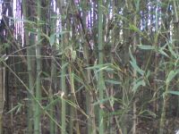 Bamboo черен...