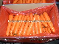 китайская новая морковь урожая