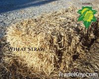 Сторновка пшеницы