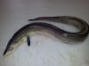 Conger   eel