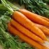 Fresh Carrots