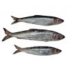 IQF 90%NW 300-500g Frozen Pacific Mackerel