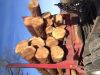 SOUTHERN YELLOW PINE LOGS - SYP LOGS