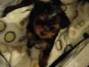 valatine yorkie puppies for sell