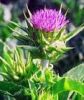 Silymarin (выдержка порошка Thistle молока)