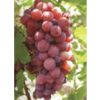 Выдержка семени виноградины