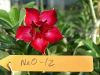 Экзотический цветок двойника Adenium # 012