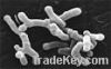Longum Bifidobacterium