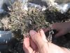 Высушенное Sargassum (разнообразие)