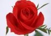 свежий отрезок цветк-Роза