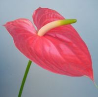 Свежий цветк-Антуриум отрезка