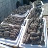 Dried sea cucumber - High quality and Best price 
