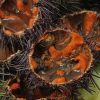 Fresh and Frozen Sea urchin