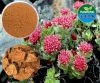 Выдержка Rhodiola Rosea