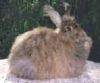 Волокно кролика Ангоры