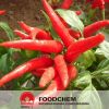 고품질 유기 Capsaicin 추출물