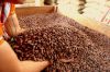 Cacao Beans Ready To Be Exported