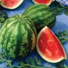 Fresh organic watermelon