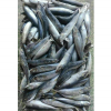 mackerel fish for sale