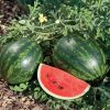 Sweet watermelon Fruit with best price