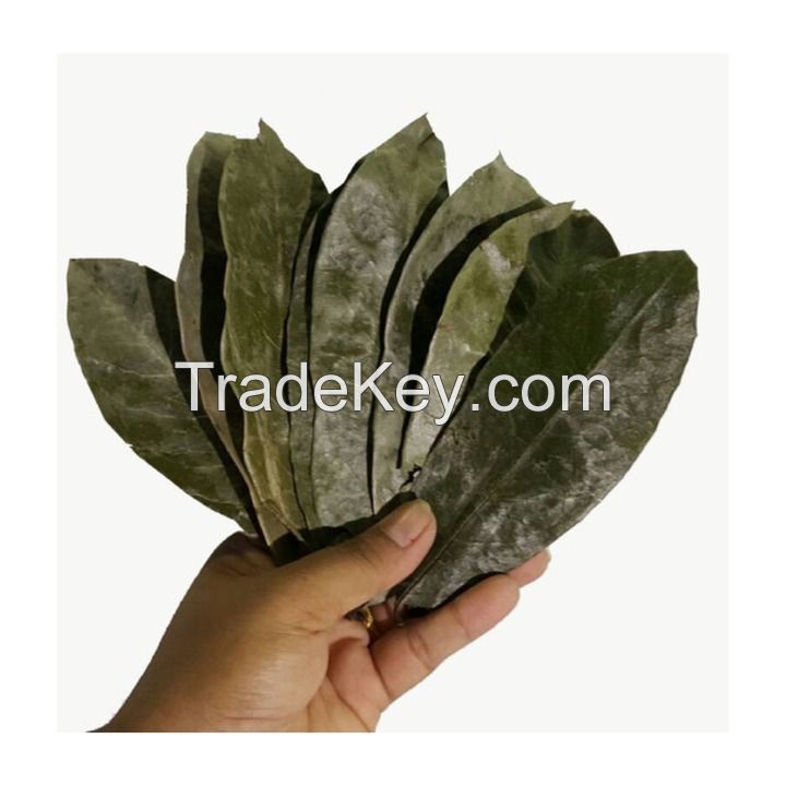 DRIED SOURSOP LEAVES FOR TEA MAKING / PREMIUM VIETNAM PRODUCT