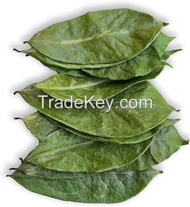 NATURAL DRIED SOURSOP LEAVES / HIGH-QUALITY EXPORT PRODUCT