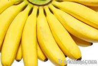 Банан Cavendish