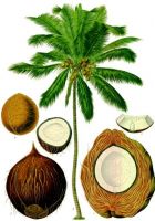 порошок раковины кокоса, обломоки раковины кокоса, уголь раковины кокоса