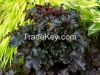 HEUCHERA 'BLACK TAFFETA'