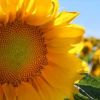 Sunflower Oil