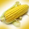 Yellow corn 