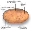 Органическое Potatoe