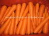 морковь 2012 коробки 150-200g xiamen новая свежая