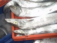 ЗАМОРОЖЕННЫЙ ЗАМЕРЛИ ВЗРЫВ Ribbonfish -, КОТОР