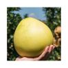 Grapefruit Delicious Pomelo Fresh Fruit Best Price 2023