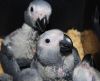 grey parrots for sale