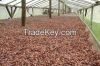 NATURALLY DRIED COCOA BEANS FROM CAMEROON