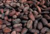 raw organic cocoa beans