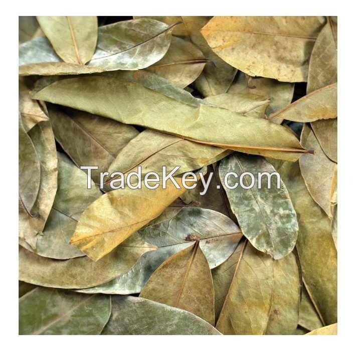 HOT SALE DRIED SOURSOP LEAVES / TEA INGREDIENT FROM VIETNAM