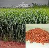 Красные семена травы Судана (Sorgham Судан)