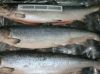 Замороженные все Salmon рыбы