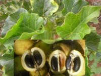 Биодизель Curcas Jatropha 1000 новых семян May08 0.07/s