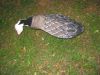 Blue Goose Decoys