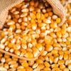 Non GMO Yellow Corn / Maize for sale 