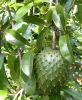 Soursop/Graviola leaves